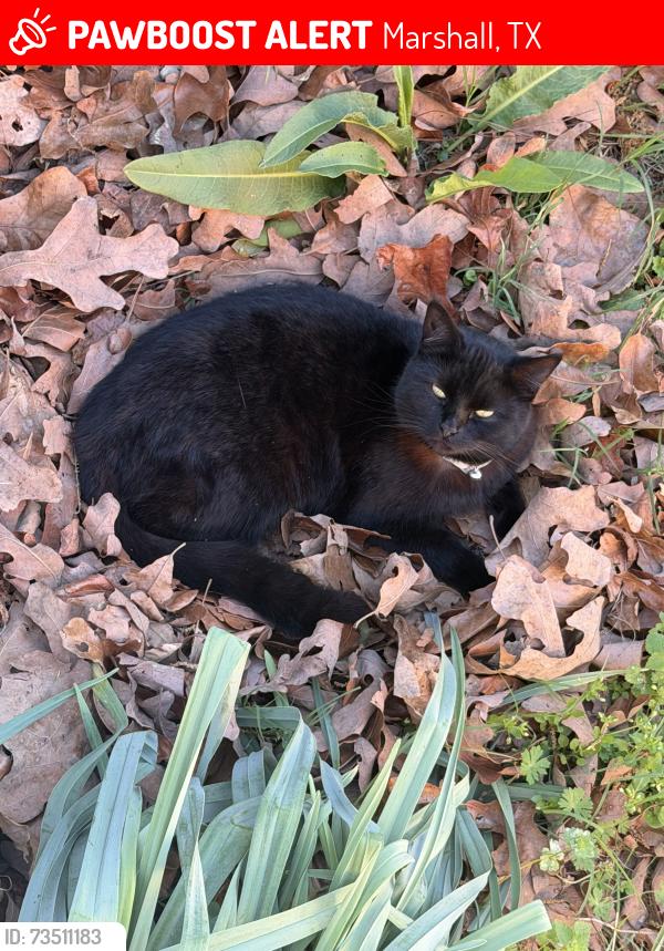 Lost Female Cat last seen FM 2625 W & US 59 S, Marshall, TX 75672