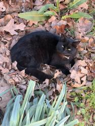 Lost Female Cat last seen FM 2625 W & US 59 S, Marshall, TX 75672