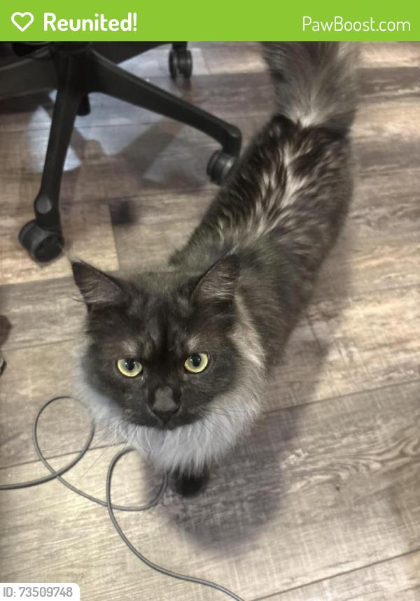 Reunited Male Cat last seen S Magnolia Ct and E Costilla Ave, Centennial, CO 80112