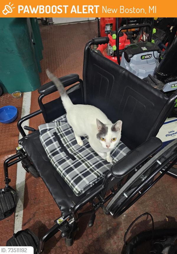 Found/Stray Female Cat last seen Near territorial crossings Rd, New Boston, MI 48164