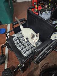 Found/Stray Female Cat last seen Near territorial crossings Rd, New Boston, MI 48164