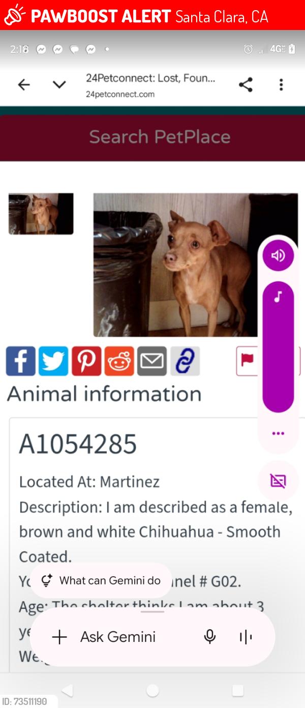 Lost Female Dog last seen Elcamino and pomory, Santa Clara, CA 95051