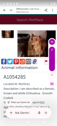 Lost Female Dog last seen Elcamino and pomory, Santa Clara, CA 95051