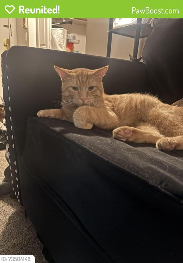 Reunited Male Cat last seen 3rd ave s & East Franklin ave, Minneapolis, MN 55404