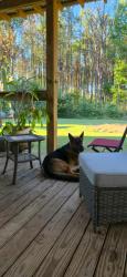 Found/Stray Male Dog last seen Southern Mud, Waverly, AL 36879