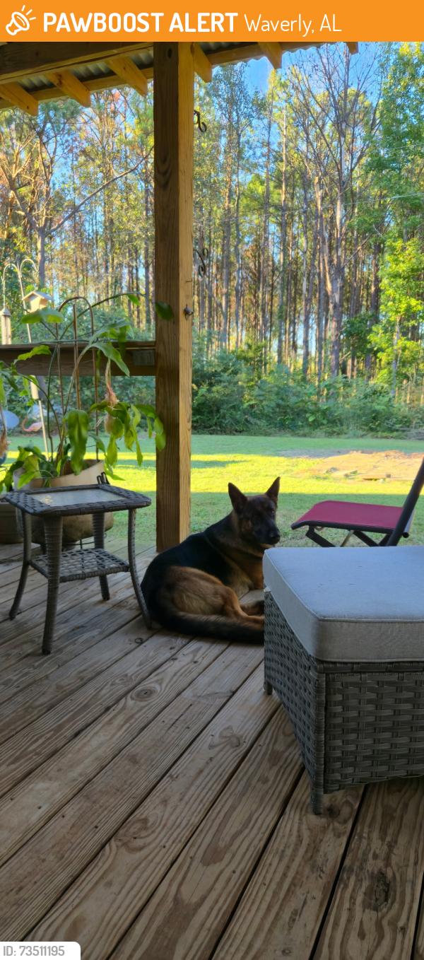Found/Stray Male Dog last seen Southern Mud, Waverly, AL 36879