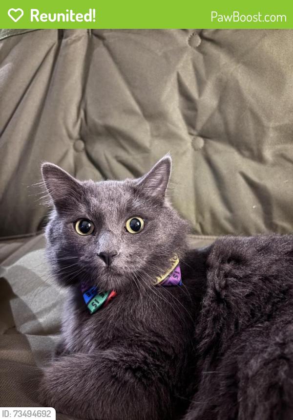 Reunited Male Cat last seen Near Blue Coral Cv, San Diego, CA 92154, USA, San Diego, CA 92154