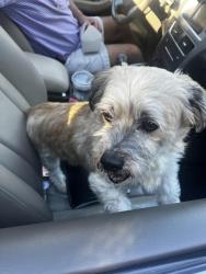 Reunited Male Dog last seen SW Walker Road, Beaverton, OR 97225