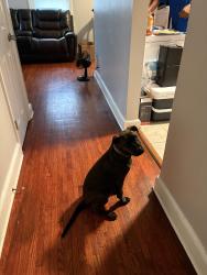 Reunited Male Dog last seen Taylor Ave., High Point, NC 27260