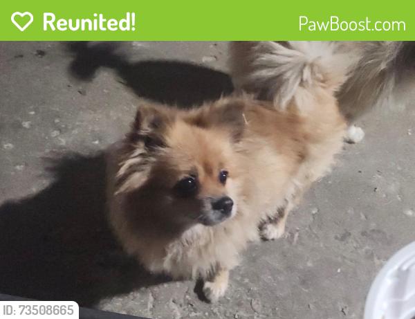 Reunited Female Dog last seen Liberty, Elgin, IL 60120