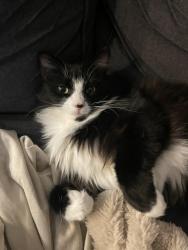 Lost Female Cat last seen Mesa Del Sol Gold course, Yuma, AZ 85367