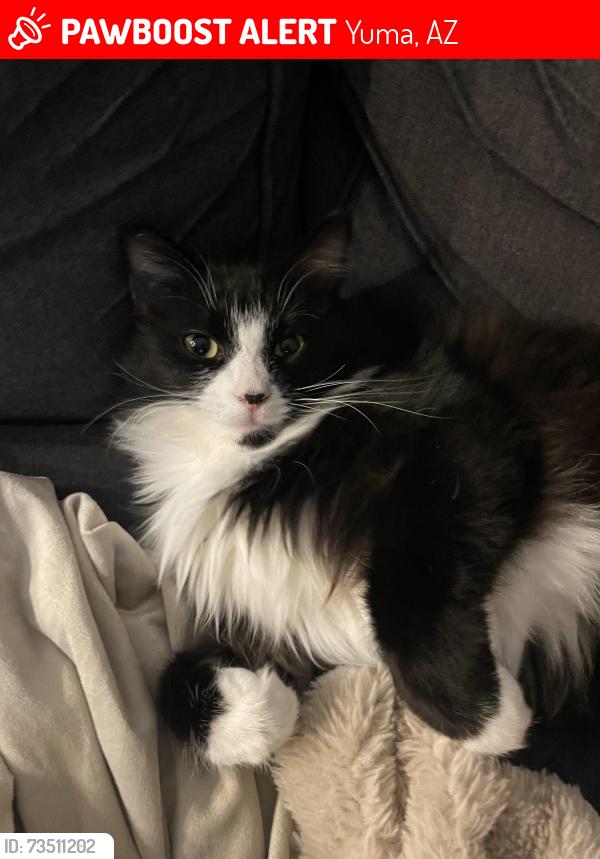 Lost Female Cat last seen Mesa Del Sol Gold course, Yuma, AZ 85367