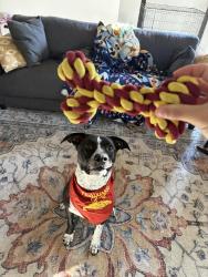 Reunited Male Dog last seen Callie Still Rd and Tapestry Ridge Rd, Lawrenceville, GA 30045