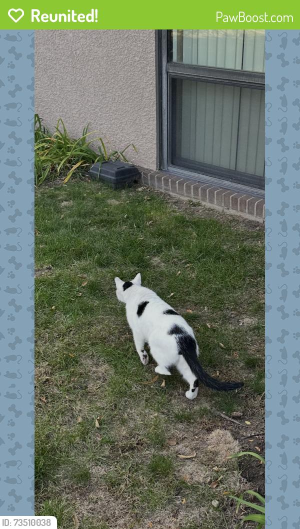 Reunited Unknown Cat last seen Excelsior Blvd and Monterey St near Trader joes, Hennepin County, MN 55305