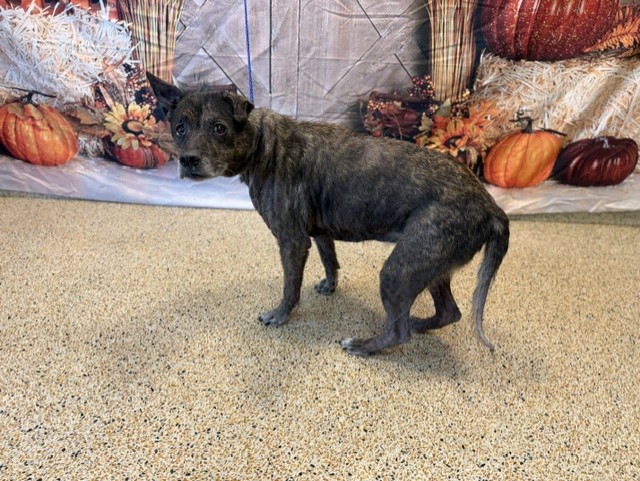 Shelter Stray Female Dog last seen Near BLOCK NW 2ND ST, 3599 NW 79th Ave, Doral, FL 33122, USA