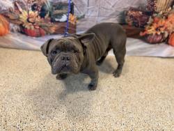 Shelter Stray Male Dog last seen Near BLOCK SW 169 ST, 3599 NW 79th Ave, Doral, FL 33122, USA