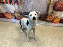 Shelter Stray Female Dog last seen Near BLOCK NE 181 ST, 3599 NW 79th Ave, Doral, FL 33122, USA