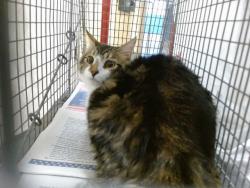 Shelter Stray Male Cat last seen Near BLOCK NW 18 AVE, 3599 NW 79th Ave, Doral, FL 33122, USA