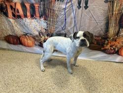 Shelter Stray Male Dog last seen Near BLOCK NW 179TH ST, 3599 NW 79th Ave, Doral, FL 33122, USA