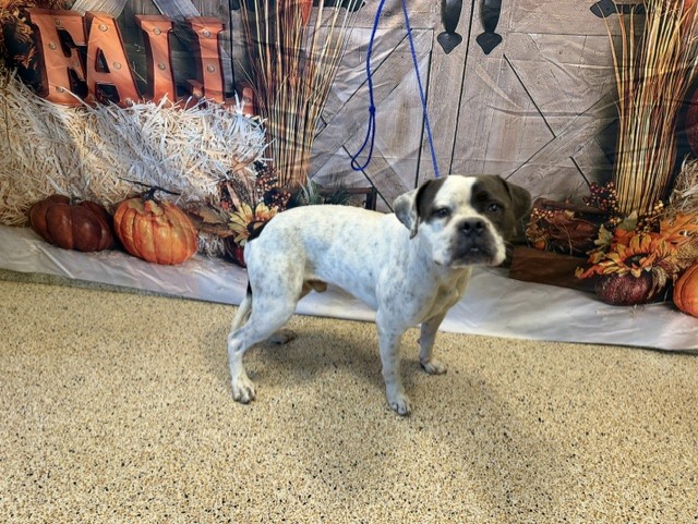 Shelter Stray Male Dog last seen Near BLOCK NW 179TH ST, 3599 NW 79th Ave, Doral, FL 33122, USA