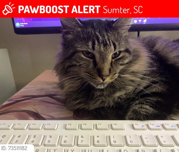 Lost Male Cat last seen Pitts road, Sumter, SC 29154