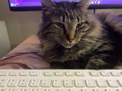 Lost Male Cat last seen Pitts road, Sumter, SC 29154