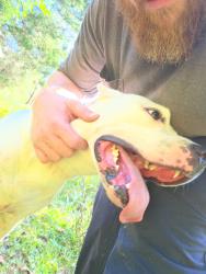 Reunited Female Dog last seen Scott rd and rudd station rd, Browns Summit, NC 27214