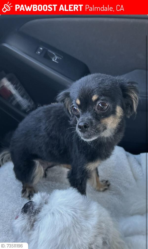 Lost Female Dog last seen Doheny Ln & Cisero Dr, Palmdale, CA 93552