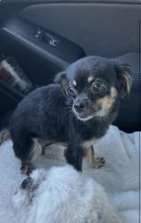 Lost Female Dog last seen Doheny Ln & Cisero Dr, Palmdale, CA 93552