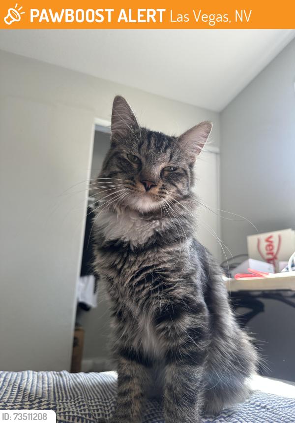 Found/Stray Male Cat last seen I love Pho, Las Vegas, NV 89156