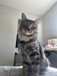 Found/Stray Male Cat last seen I love Pho, Las Vegas, NV 89156