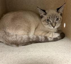 Shelter Stray Female Cat last seen KIRBY/ACACIA, 581 S Grand Ave, San Jacinto, CA 92582, USA