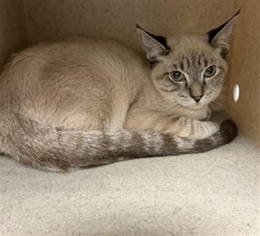 Shelter Stray Female Cat last seen KIRBY/ACACIA, 581 S Grand Ave, San Jacinto, CA 92582, USA