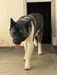 Shelter Stray Male Dog last seen , 3201 Lacy St, Los Angeles, CA 90031, USA