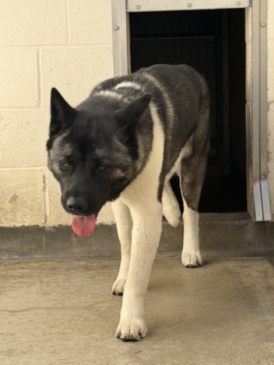 Shelter Stray Male Dog last seen , 3201 Lacy St, Los Angeles, CA 90031, USA