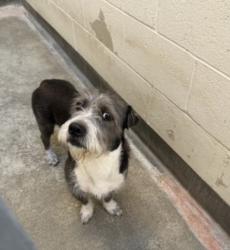 Shelter Stray Male Dog last seen , 3201 Lacy St, Los Angeles, CA 90031, USA