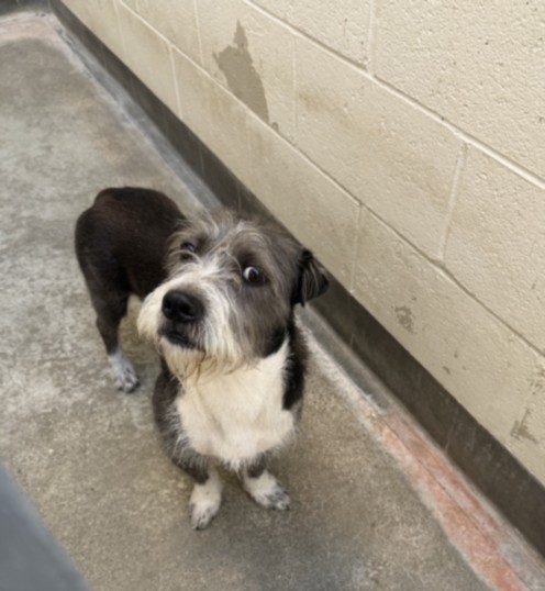 Shelter Stray Male Dog last seen , 3201 Lacy St, Los Angeles, CA 90031, USA