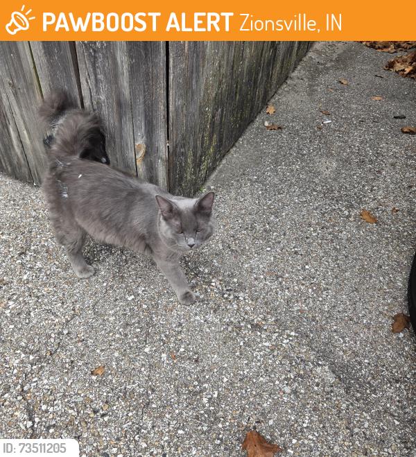 Found/Stray Unknown Cat last seen 1st and Cedar - FC Tucker office, Zionsville, IN 46077