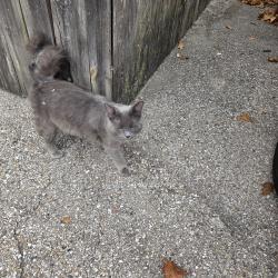 Found/Stray Unknown Cat last seen 1st and Cedar - FC Tucker office, Zionsville, IN 46077