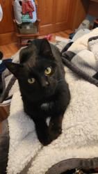 Lost Male Cat last seen W2665 Zurfluh Rd Albany, WI, Albany, WI 53502