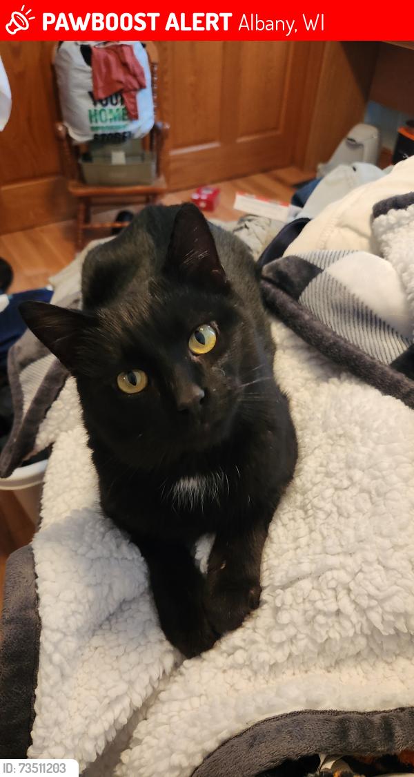 Lost Male Cat last seen W2665 Zurfluh Rd Albany, WI, Albany, WI 53502