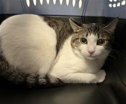 Shelter Stray Male Cat last seen Near BLOCK E 7TH AVE, AURORA CO 80011 6645, 2080 S Quebec St, Denver, CO 80231, USA