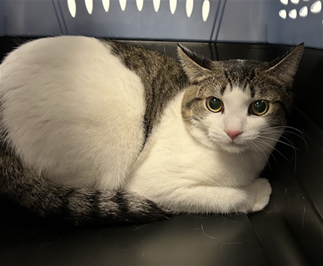 Shelter Stray Male Cat last seen Near BLOCK E 7TH AVE, AURORA CO 80011 6645, 2080 S Quebec St, Denver, CO 80231, USA