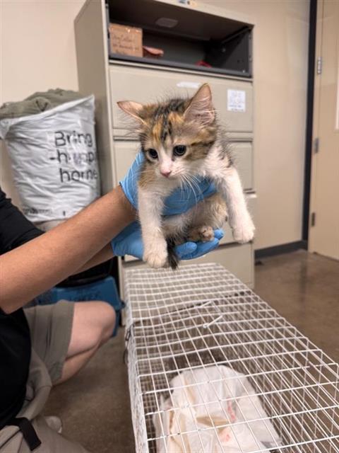 Shelter Stray Female Cat last seen , 4710 TX-151, San Antonio, TX 78227, USA