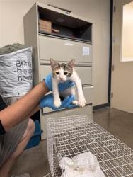 Shelter Stray Female Cat last seen , 4710 TX-151, San Antonio, TX 78227, USA