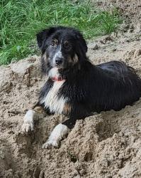 Lost Male Dog last seen Morse Lake Se and 52nd street, Kent County, MI 49302