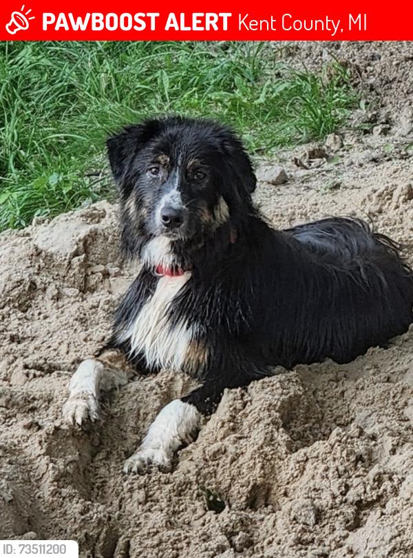 Lost Male Dog last seen Morse Lake Se and 52nd street, Kent County, MI 49302
