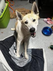 Found/Stray Male Dog last seen Sevierville fairgrounds, Sevierville, TN 37862
