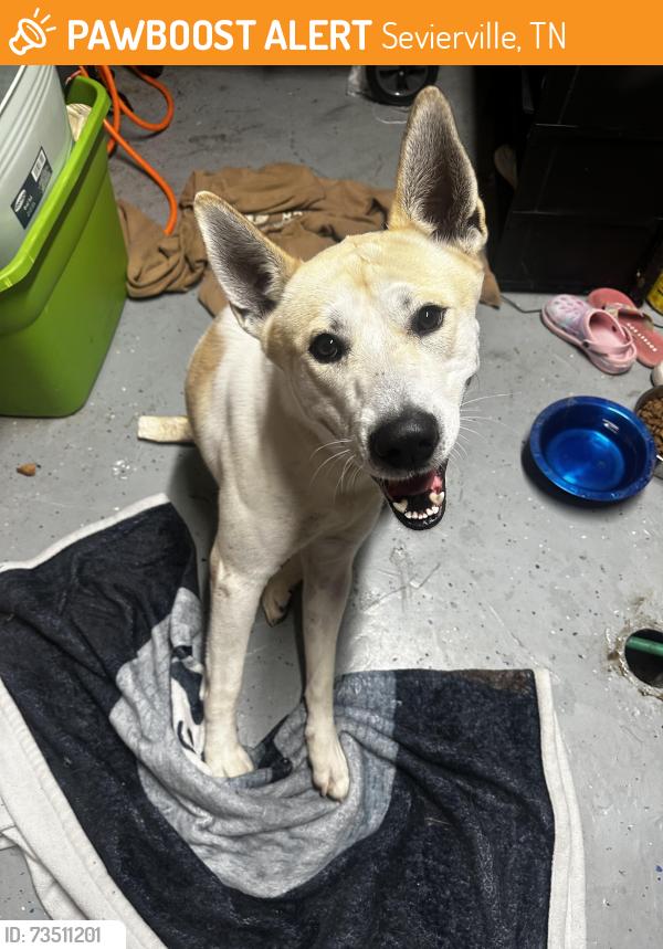 Found/Stray Male Dog last seen Sevierville fairgrounds, Sevierville, TN 37862