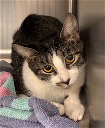Shelter Stray Female Cat last seen HERMITS TRL/AS, 232 Eslinger Way, Sanford, FL 32773, USA